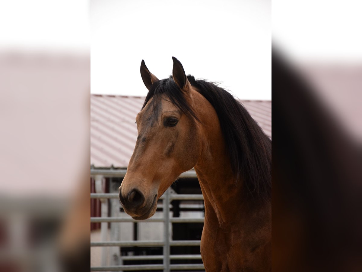 PRE Mix Castrone 10 Anni 160 cm Falbo in Caumont
