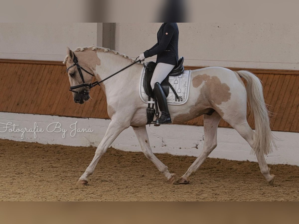PRE Mix Castrone 10 Anni 162 cm Pezzato in Hiddenhausen