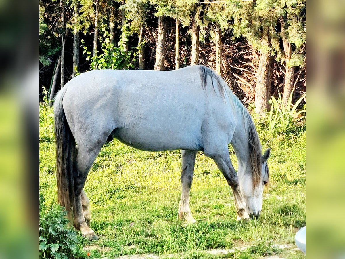 PRE Castrone 10 Anni 164 cm Grigio in Fuente El Saz De Jarama