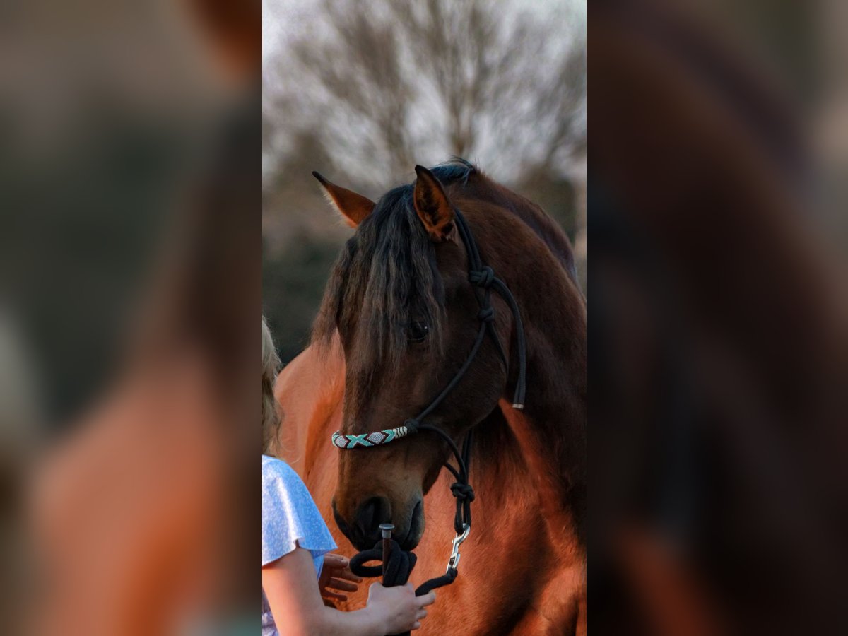 PRE Castrone 10 Anni 165 cm Baio in Niederkrüchten