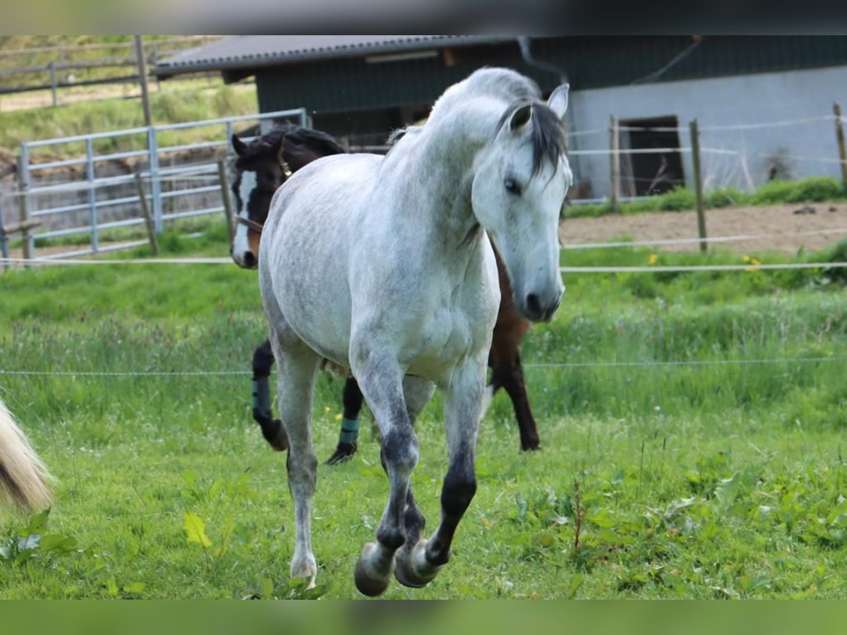 PRE Castrone 10 Anni Grigio trotinato in Kürten