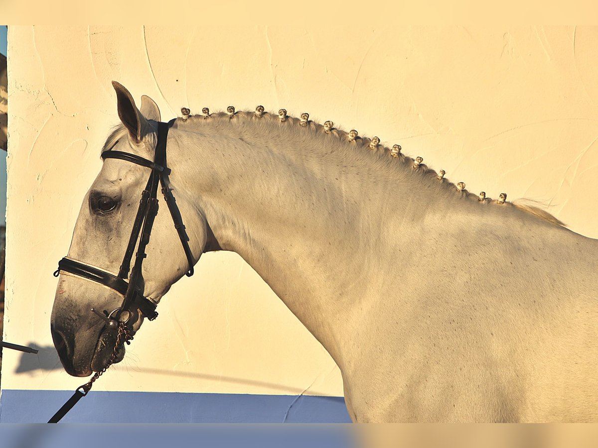 PRE Castrone 11 Anni 165 cm Grigio in Almonte