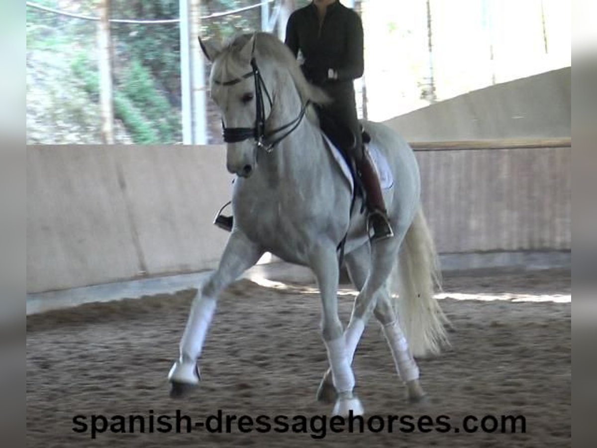 PRE Mix Castrone 11 Anni 168 cm Grigio in Barcelona