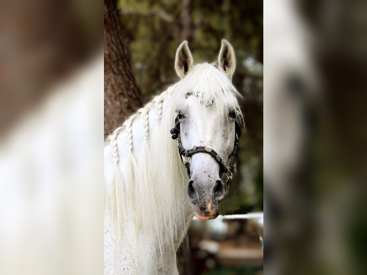 PRE Mix Castrone 11 Anni 168 cm Grigio in Valencia