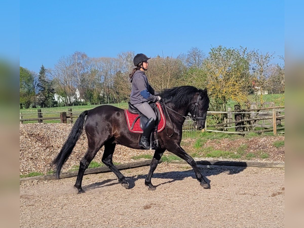PRE Mix Castrone 12 Anni 154 cm Morello in Karlshuld