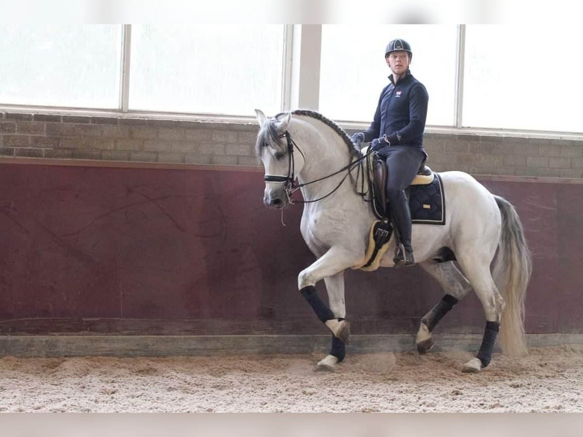 PRE Mix Castrone 12 Anni 168 cm Grigio in Sm