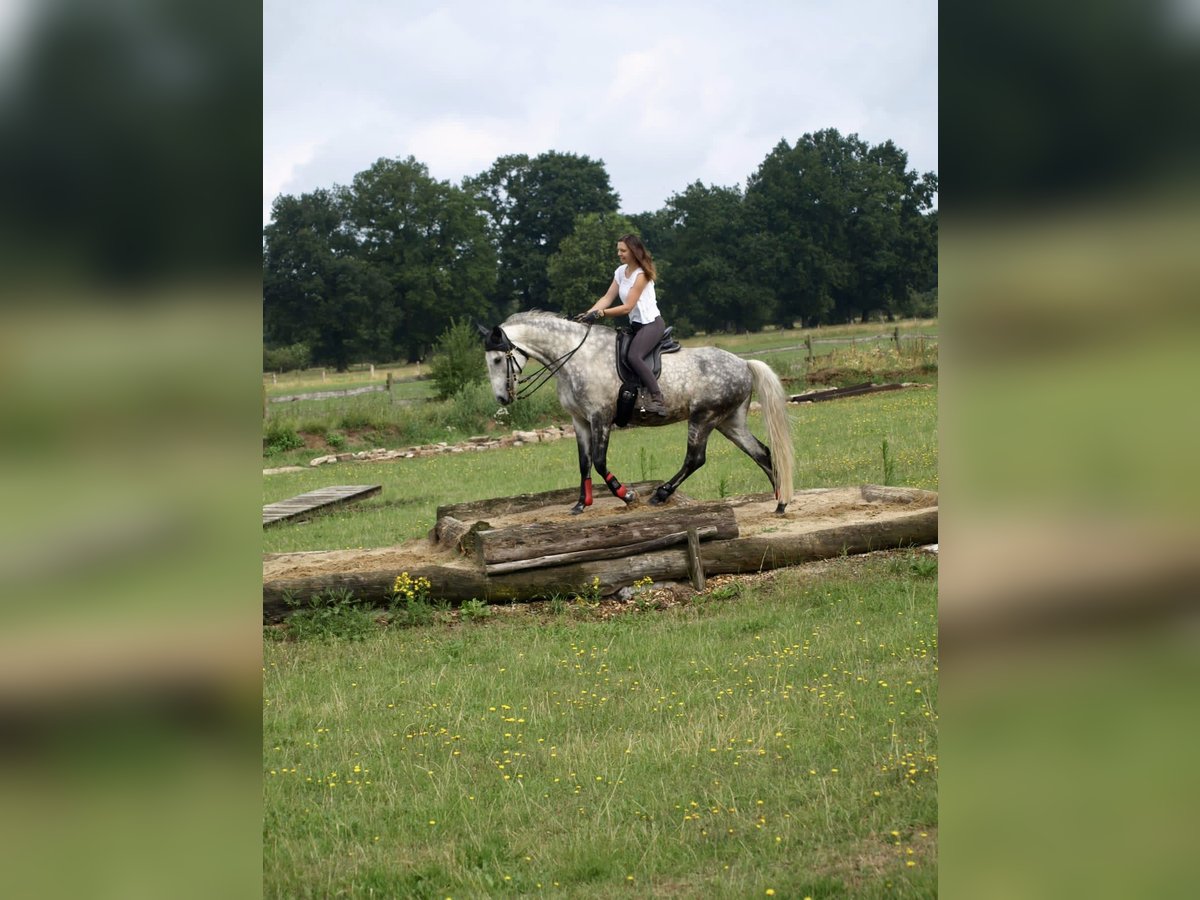 PRE Mix Castrone 13 Anni 161 cm Grigio in Walsrode