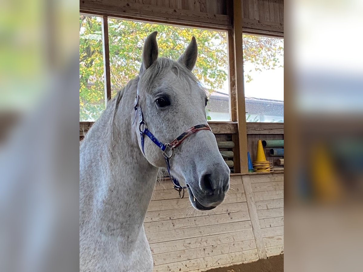 PRE Mix Castrone 13 Anni 163 cm Grigio trotinato in Moorenweis