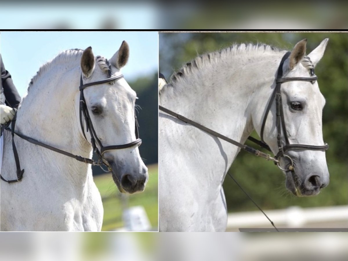 PRE Mix Castrone 14 Anni 163 cm Grigio in Someren