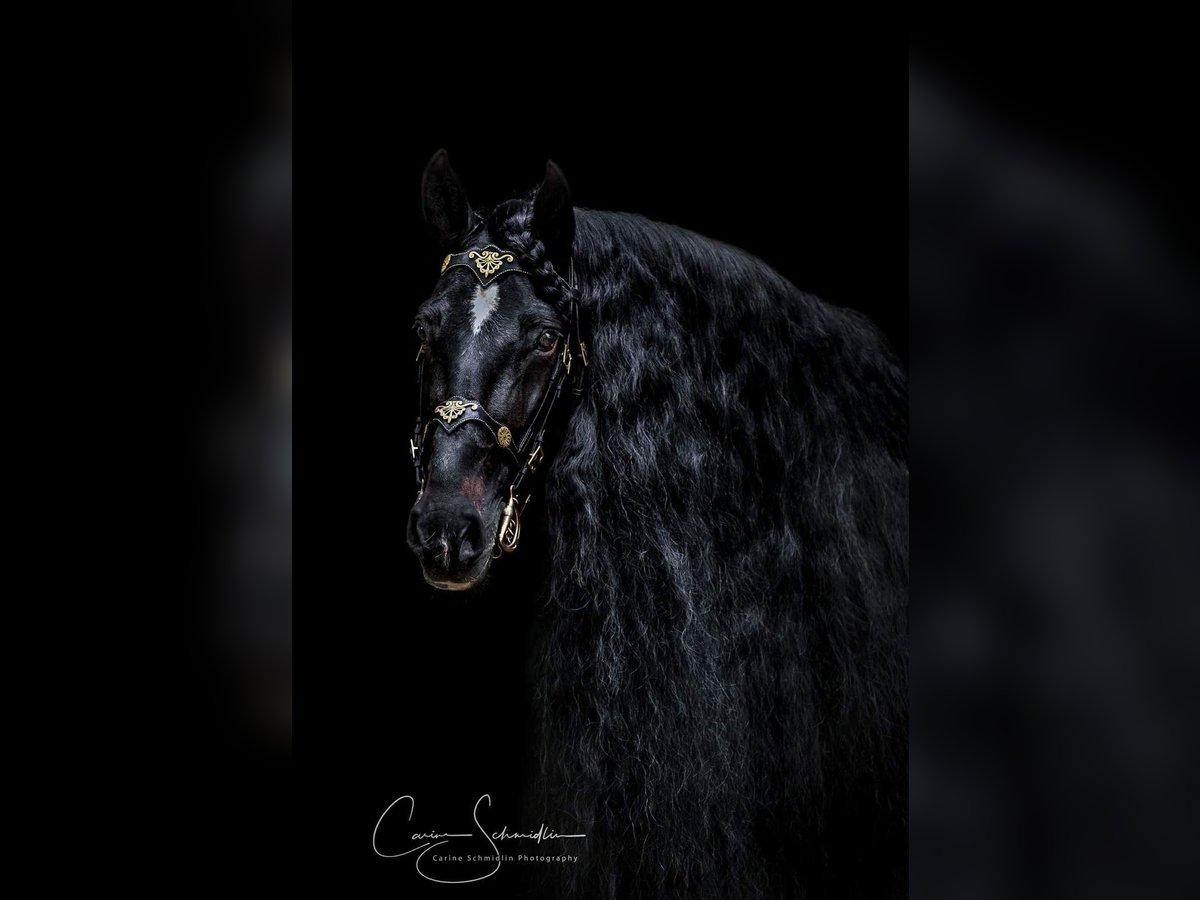 PRE Mix Castrone 15 Anni 160 cm Baio nero in Carpentras