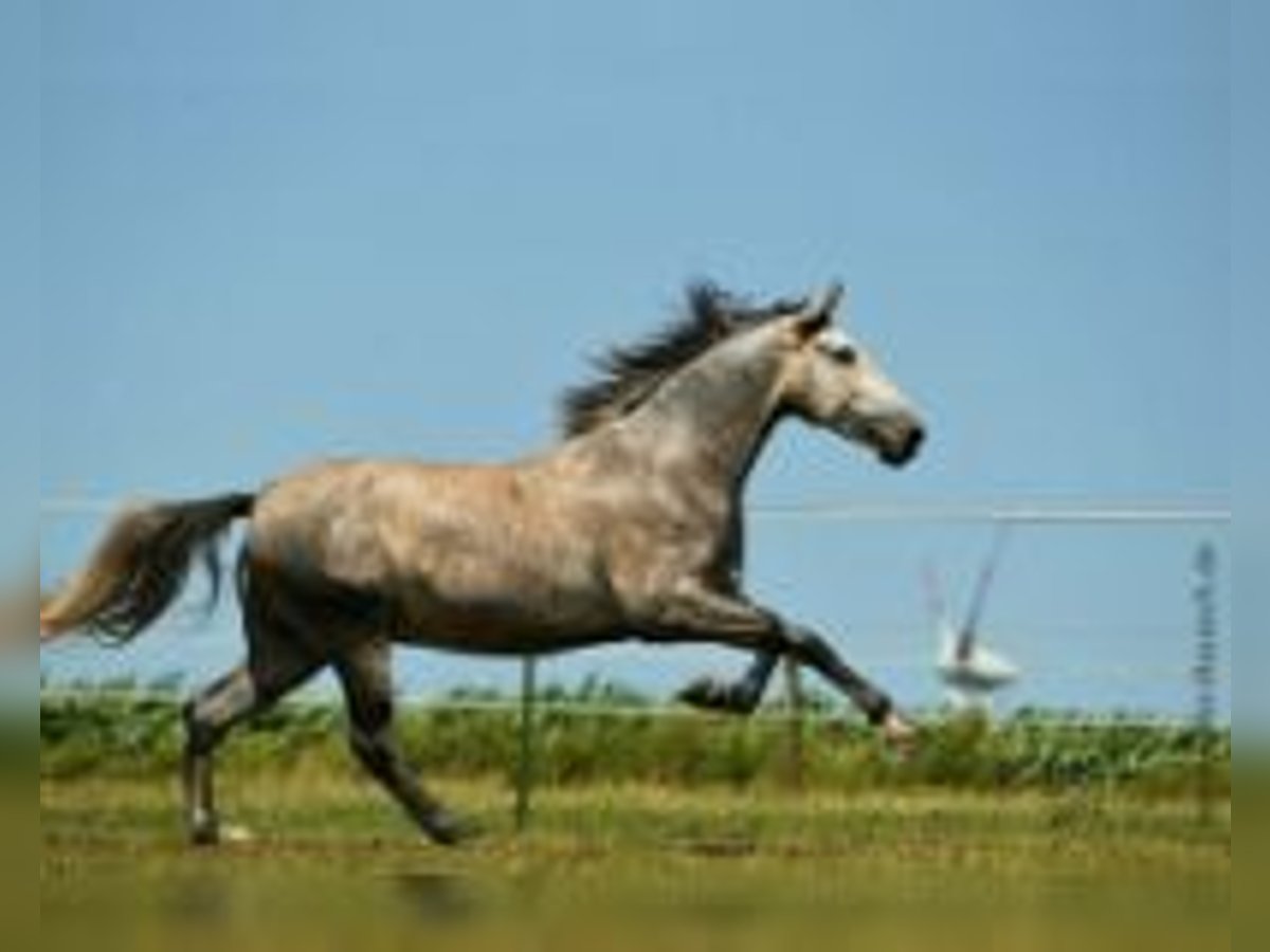 PRE Mix Castrone 15 Anni 168 cm Grigio in Roth