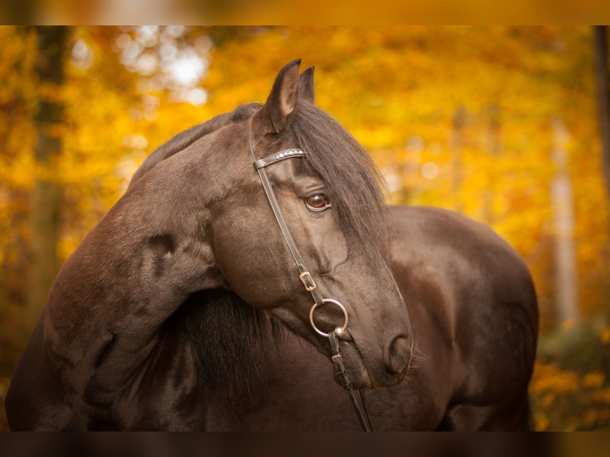 PRE Mix Castrone 18 Anni 152 cm Baio nero in Hettiswil b. Hindelbank