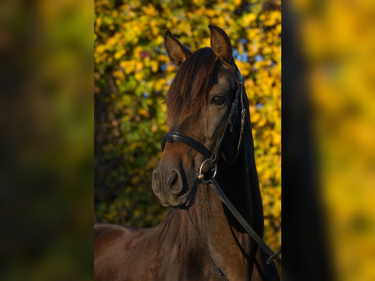 PRE Mix Castrone 19 Anni 156 cm Baio nero in Wurmsham