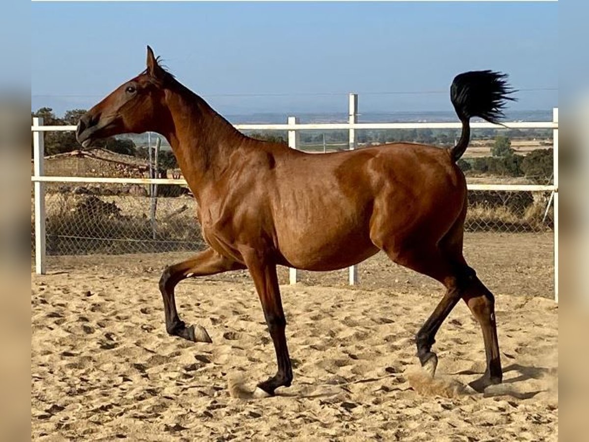 PRE Mix Castrone 2 Anni 153 cm Baio chiaro in Navalvillar De Pela