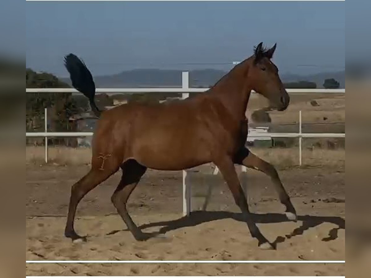 PRE Castrone 2 Anni 153 cm Baio chiaro in Navalvillar De Pela
