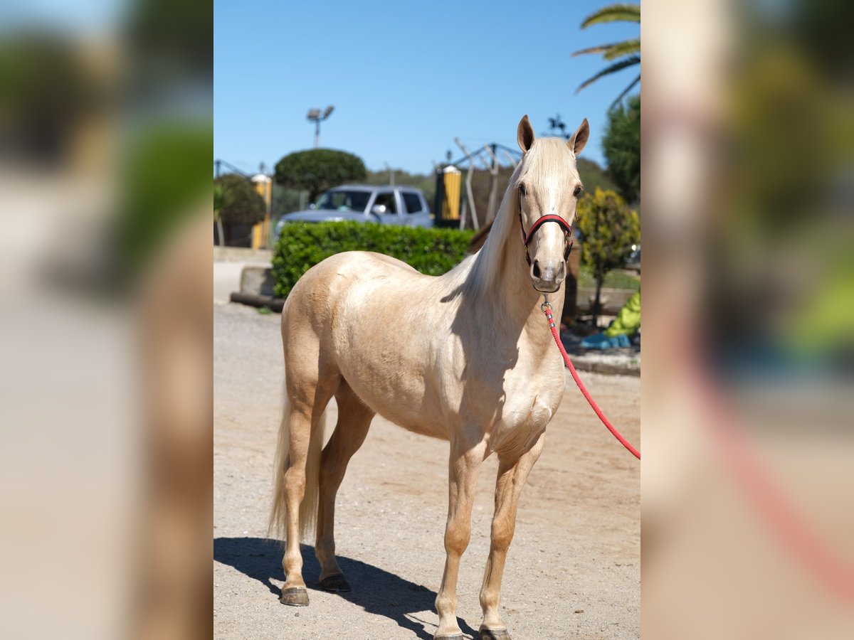 PRE Mix Castrone 3 Anni 149 cm Palomino in Hamburg
