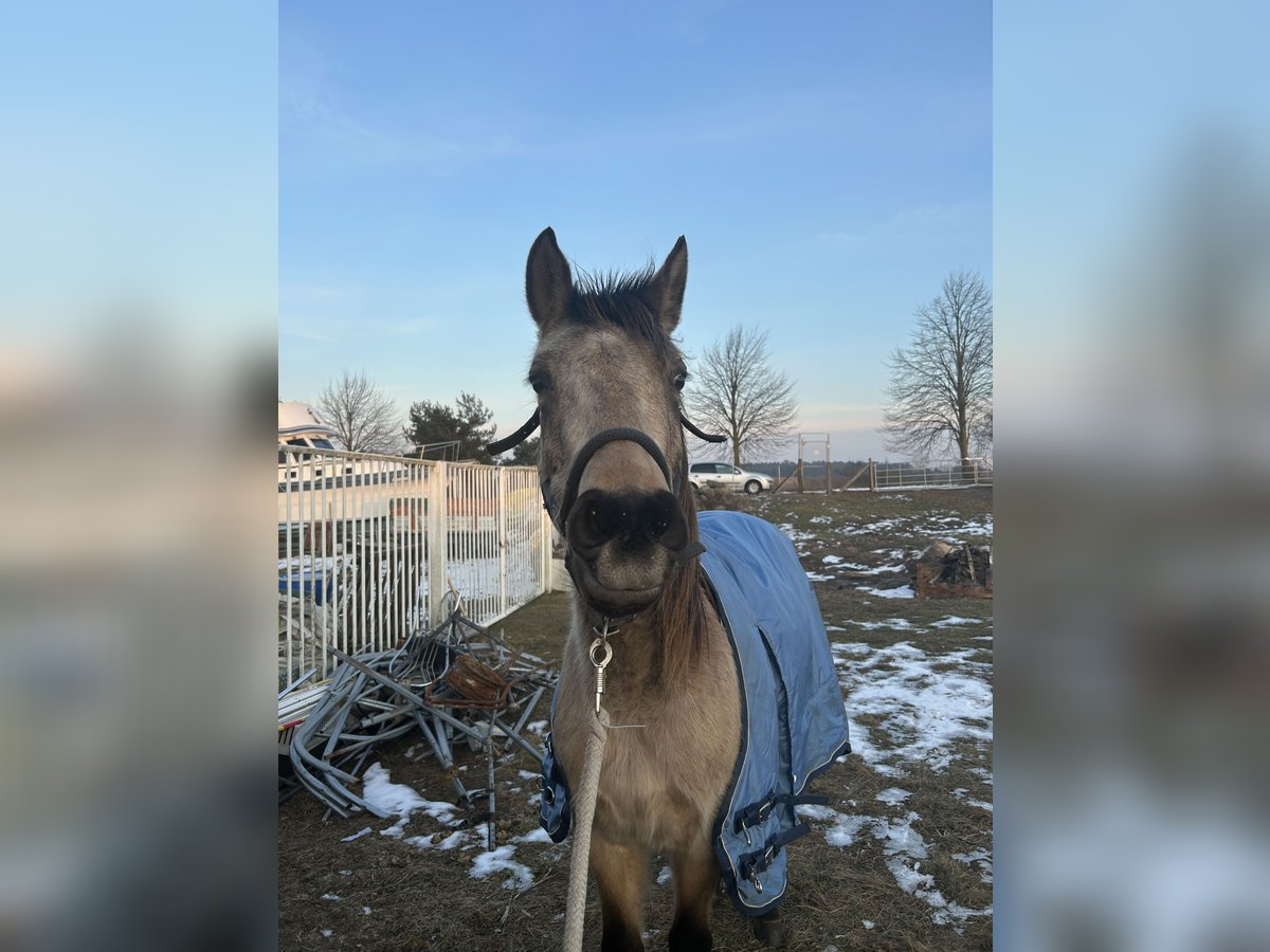 PRE Mix Castrone 3 Anni 150 cm Pelle di daino in Garz