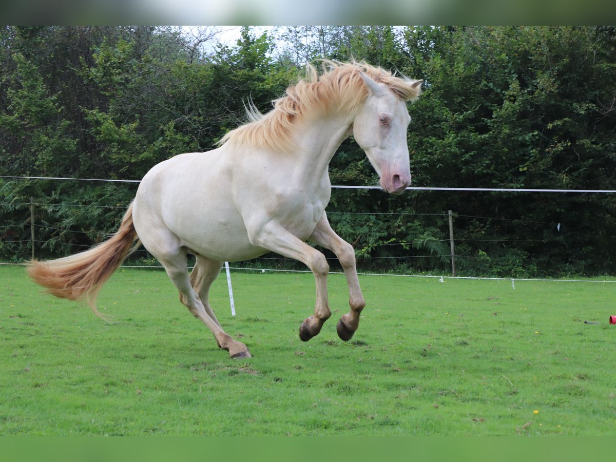 PRE Castrone 3 Anni 155 cm Perlino in Waimes