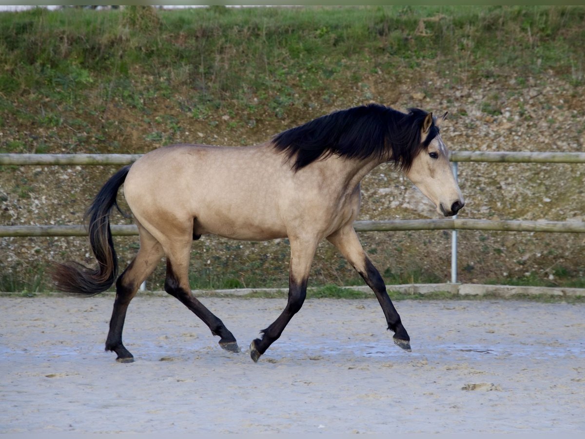 PRE Mix Castrone 3 Anni 163 cm Falbo in Saint-Guen