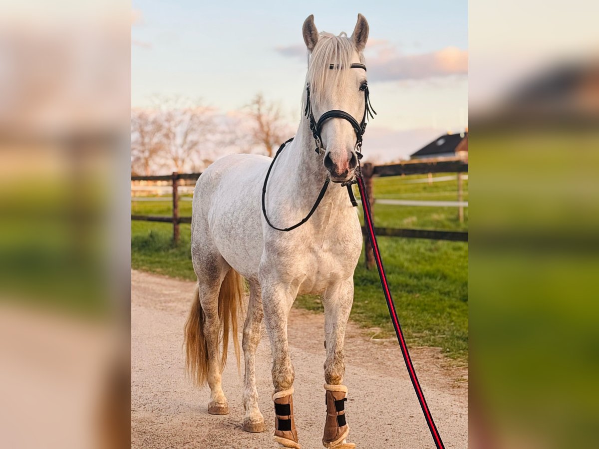 PRE Mix Castrone 4 Anni 155 cm Grigio pezzato in Rommerskirchen