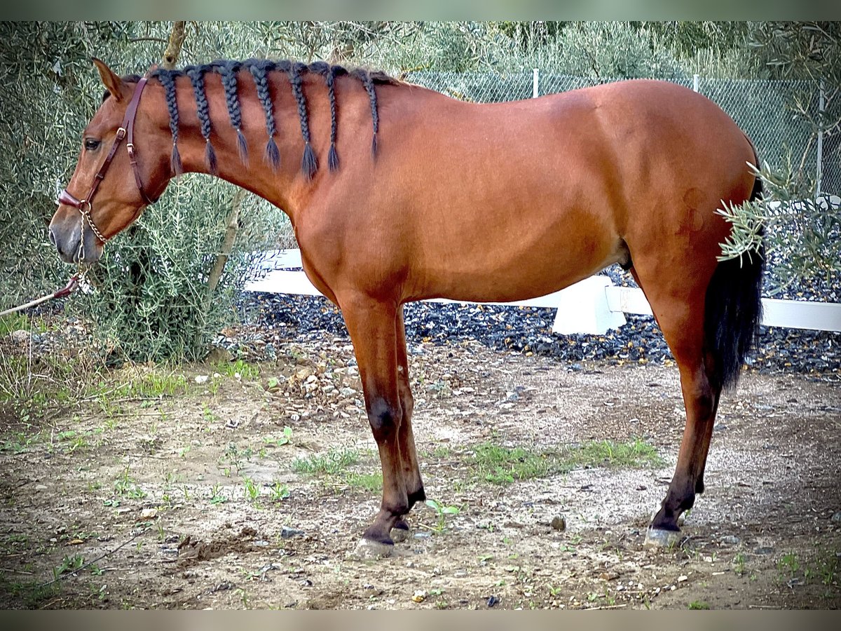 PRE Castrone 4 Anni 158 cm Baio ciliegia in Malaga