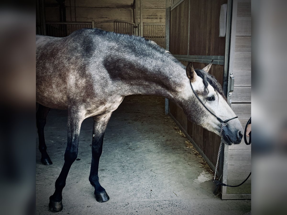 PRE Mix Castrone 4 Anni 158 cm Falbo baio in Simmer