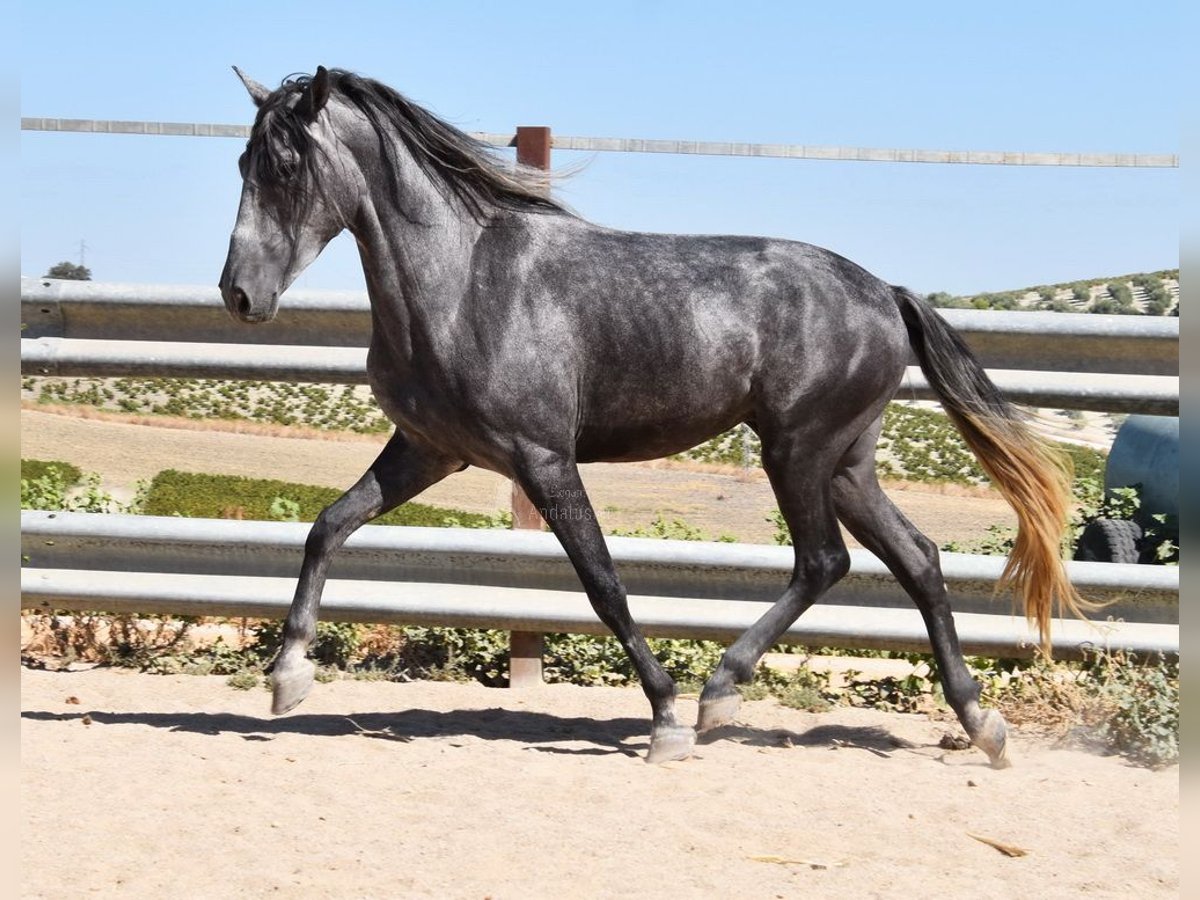 PRE Castrone 4 Anni 158 cm Grigio in Provinz Cordoba