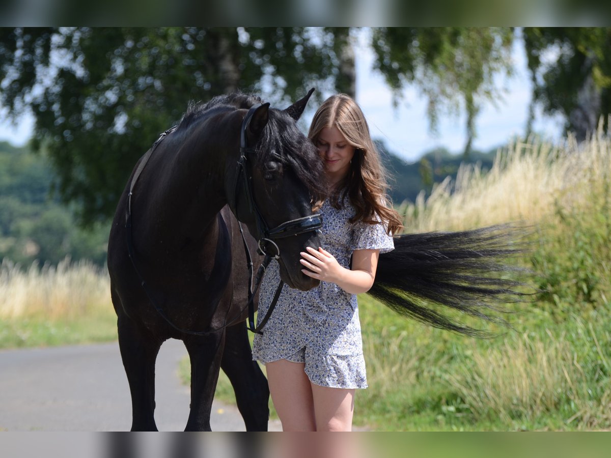 PRE Castrone 4 Anni 160 cm Morello in Grebenhain