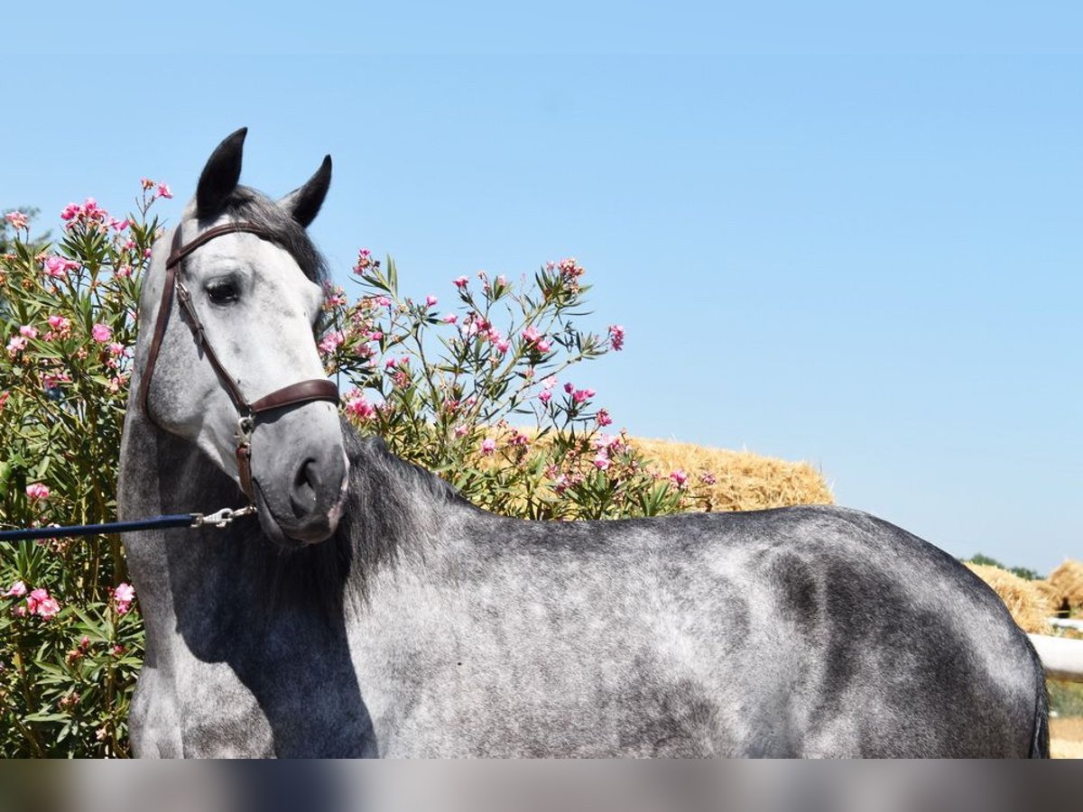 PRE Castrone 4 Anni 162 cm Grigio in Provinz Granada