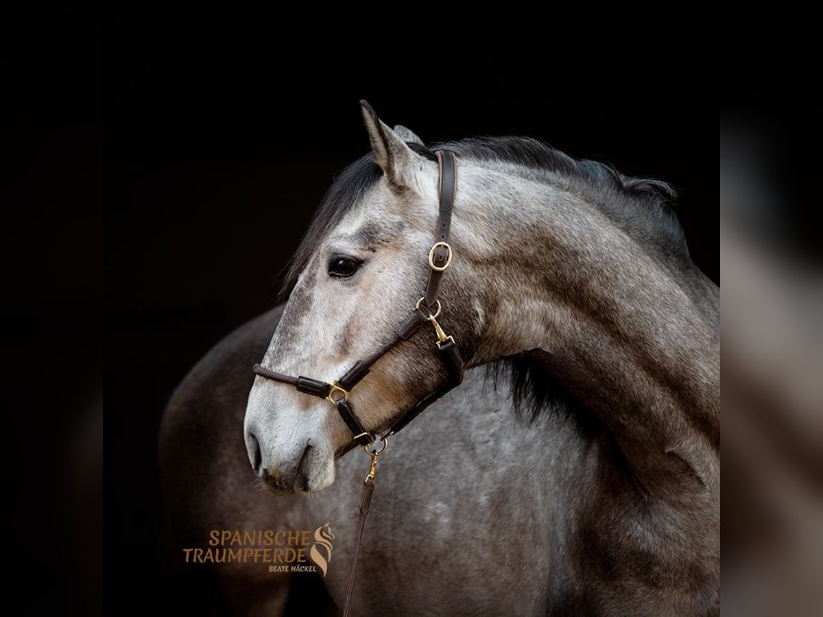 PRE Mix Castrone 4 Anni 162 cm Grigio in Traventhal