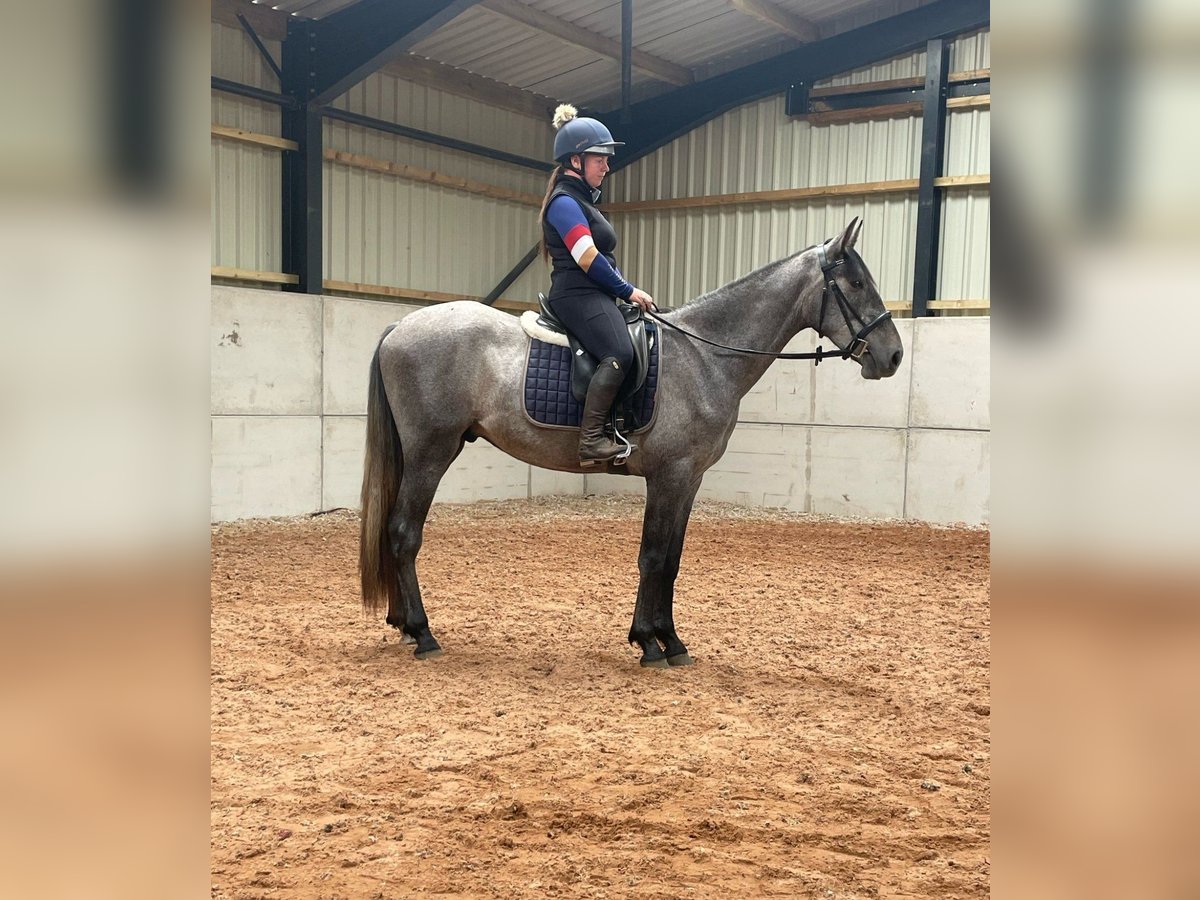PRE Mix Castrone 4 Anni 164 cm Grigio in Sad&#xF3;wka