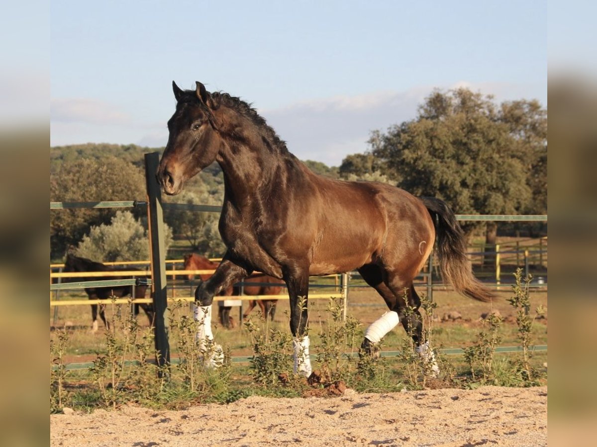 PRE Castrone 4 Anni 165 cm Grigio in Chiclana de Segura