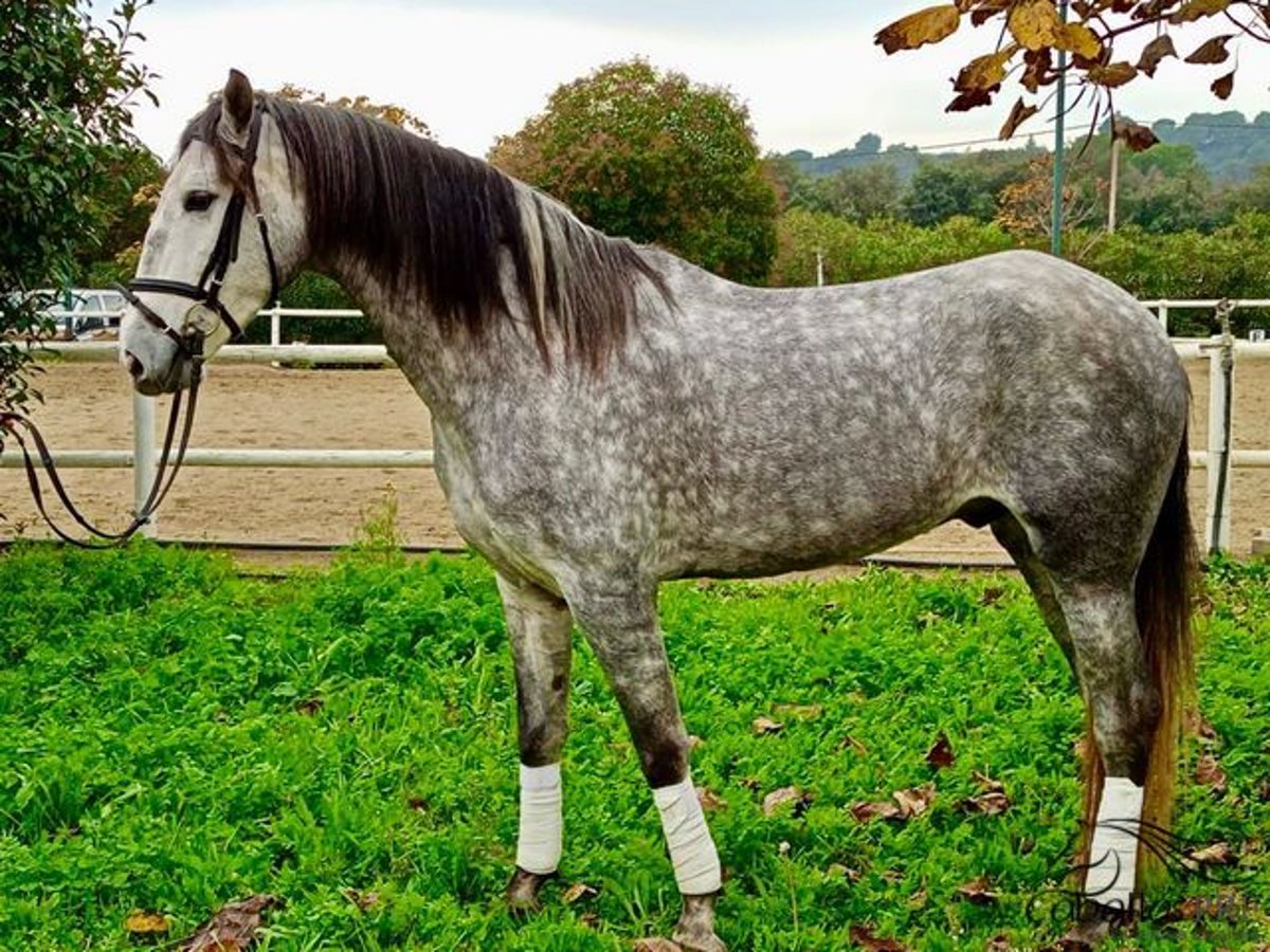 PRE Castrone 4 Anni 165 cm Grigio pezzato in Barcelona