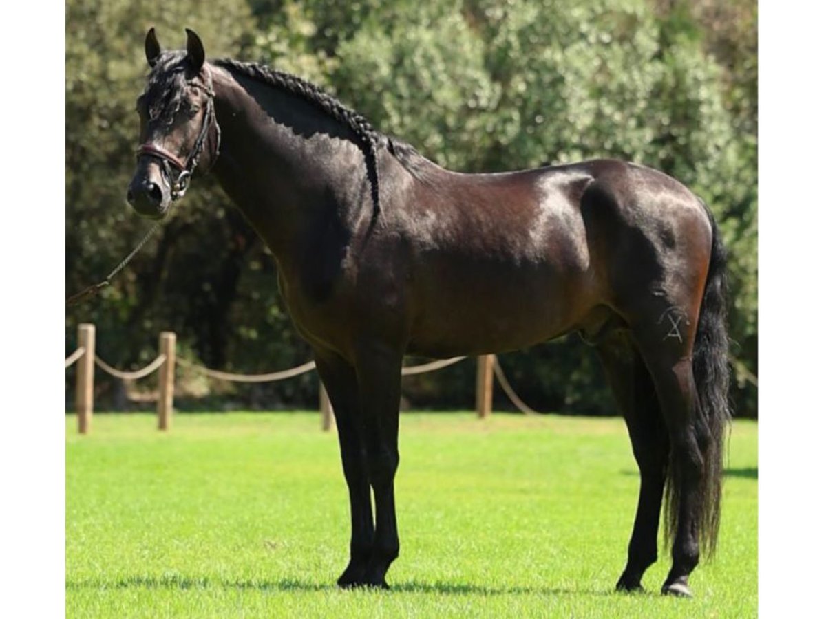 PRE Mix Castrone 4 Anni 166 cm Morello in Navas Del Madroño