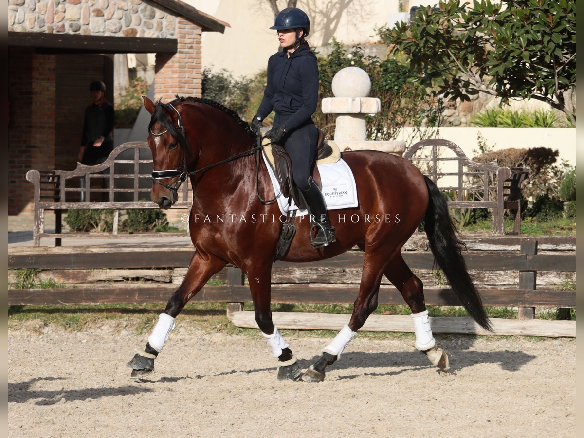 PRE Castrone 4 Anni 170 cm Baio ciliegia in Santa Perpetua de Mogoda