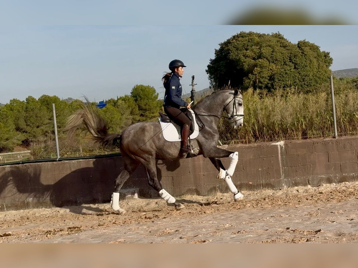 PRE Mix Castrone 4 Anni 170 cm Grigio in Santa Perpetua de Mogoda