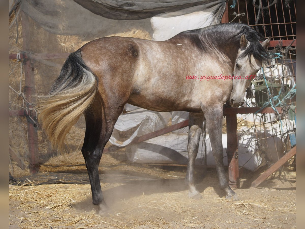 PRE Castrone 5 Anni 159 cm Grigio in Pruna