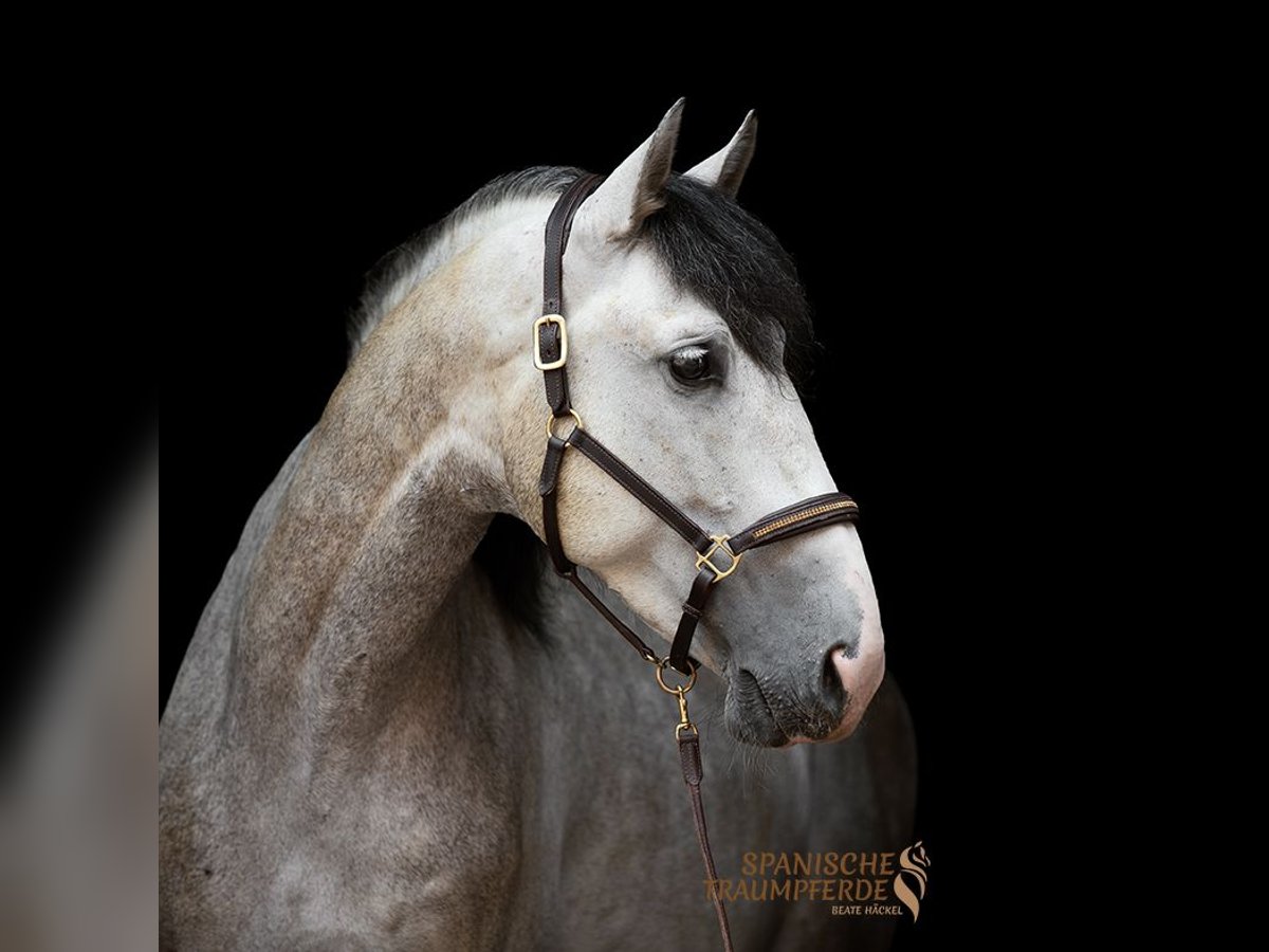 PRE Mix Castrone 5 Anni 161 cm Grigio in Traventhal