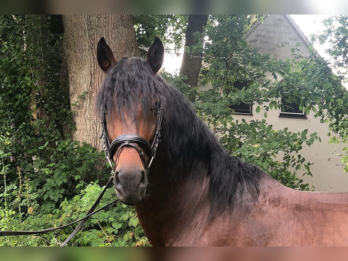 PRE Mix Castrone 5 Anni 162 cm Baio in B&#xF6;tersen