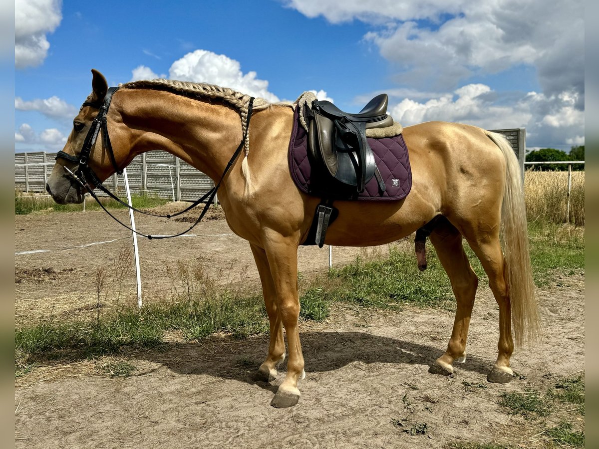 PRE Mix Castrone 5 Anni 162 cm Palomino in Krusze