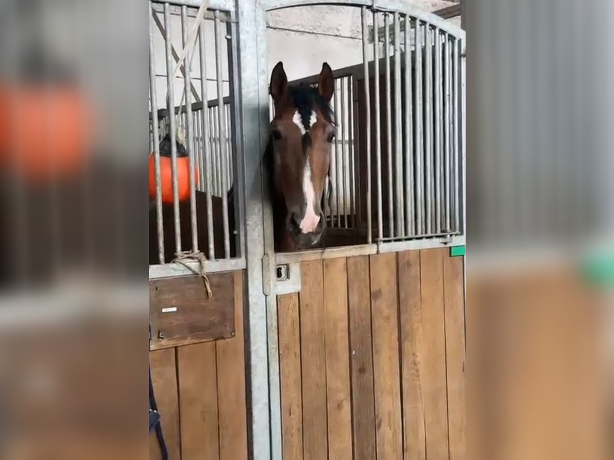 PRE Mix Castrone 5 Anni 164 cm Baio in Kirchberg im Wald