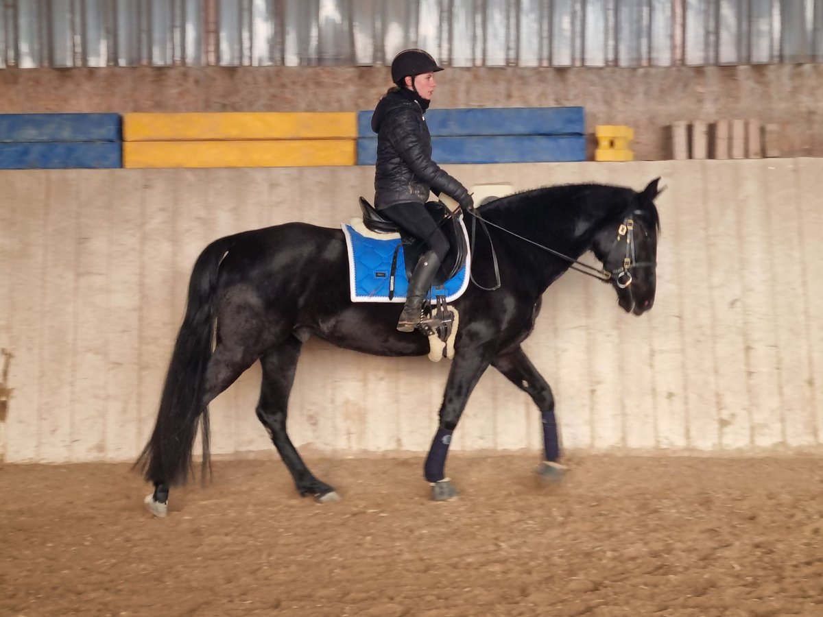 PRE Mix Castrone 5 Anni 164 cm Morello in Aldingen