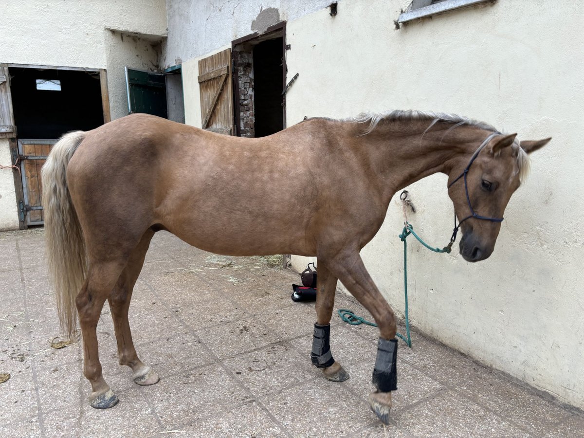 PRE Mix Castrone 6 Anni 160 cm Palomino in Bourron-Marlotte