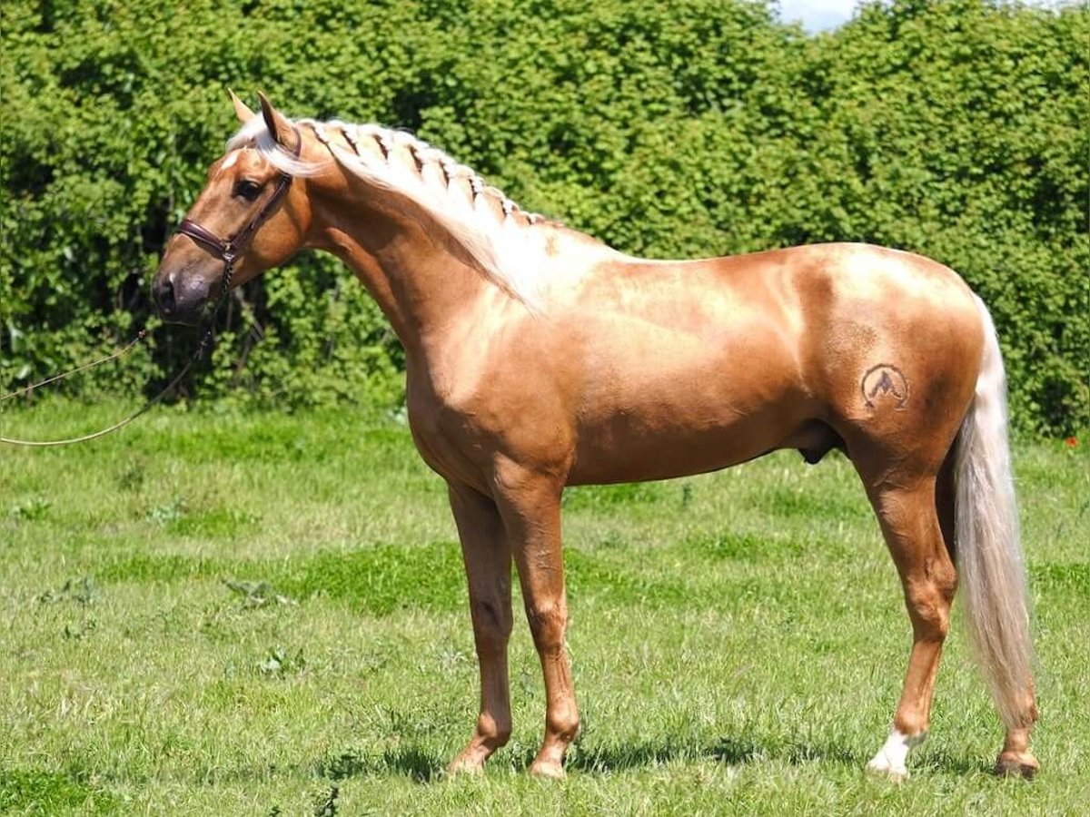 PRE Mix Castrone 6 Anni 162 cm Palomino in Beinhausen