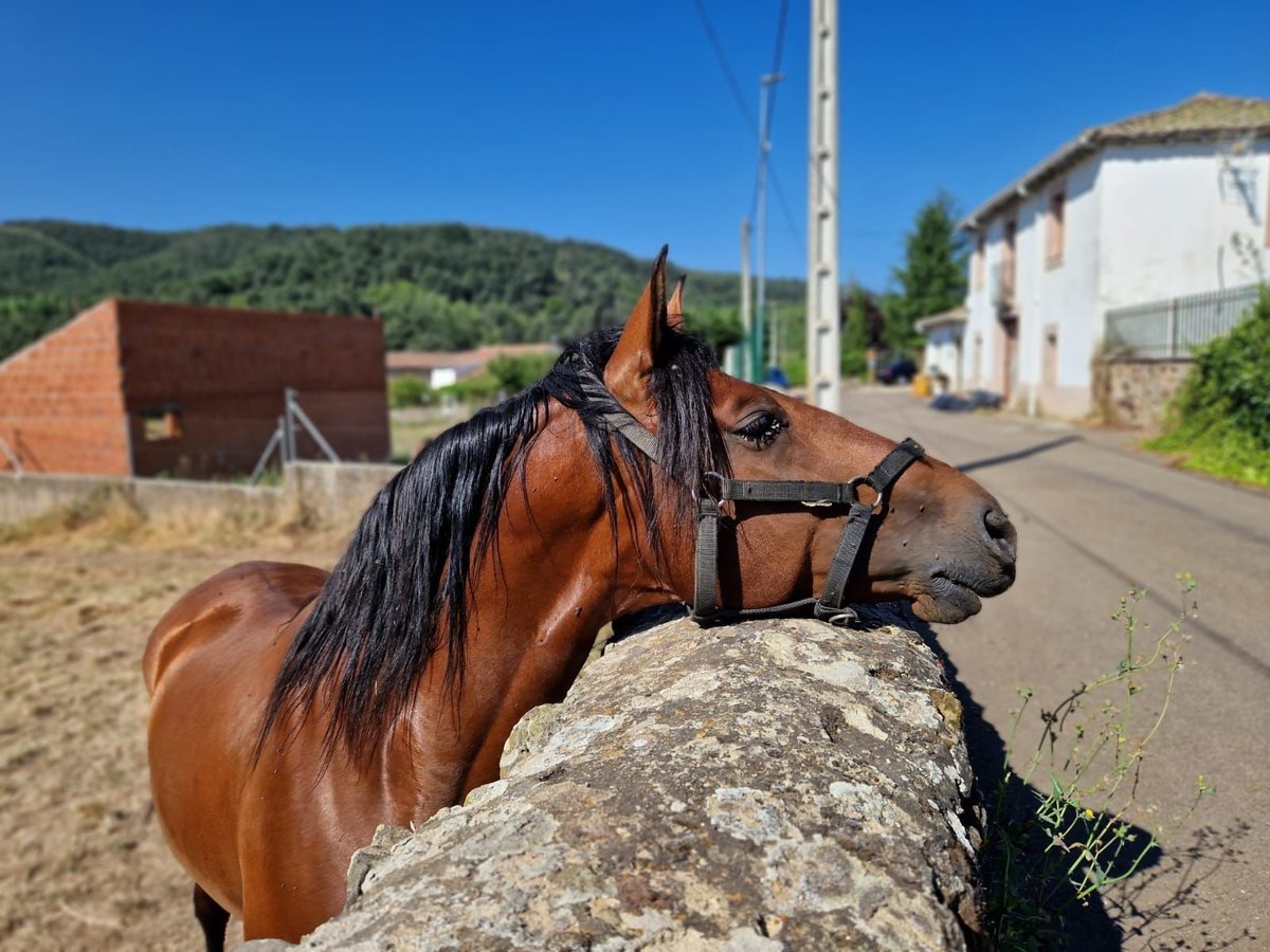 PRE Castrone 6 Anni 163 cm Baio in Castalla