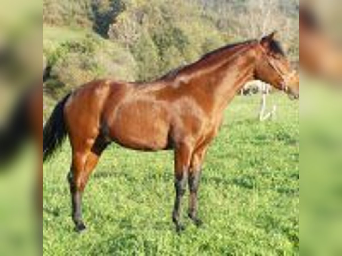 PRE Mix Castrone 6 Anni 163 cm Baio ciliegia in Gijon