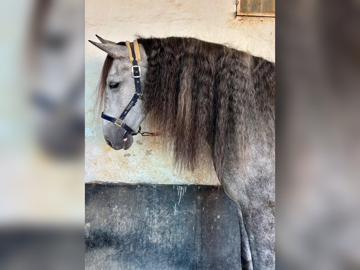 PRE Mix Castrone 6 Anni 163 cm Grigio pezzato in Vejer de la Frontera