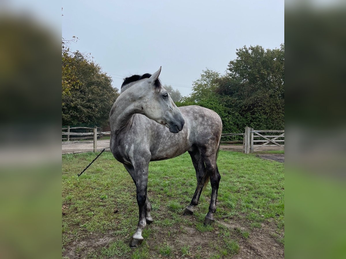 PRE Mix Castrone 6 Anni 164 cm Grigio in Kochanowo