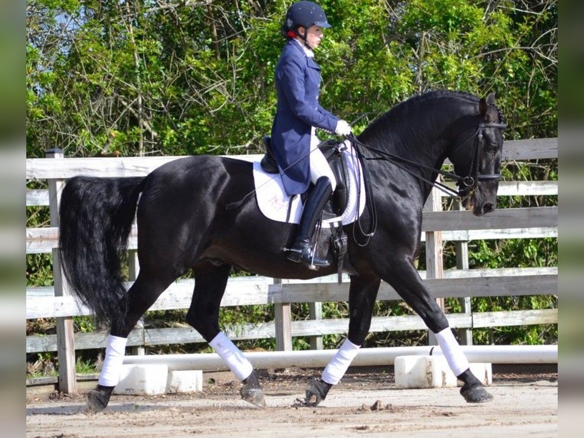 PRE Mix Castrone 6 Anni 164 cm Morello in Sch&#xFC;lp bei Nortorf