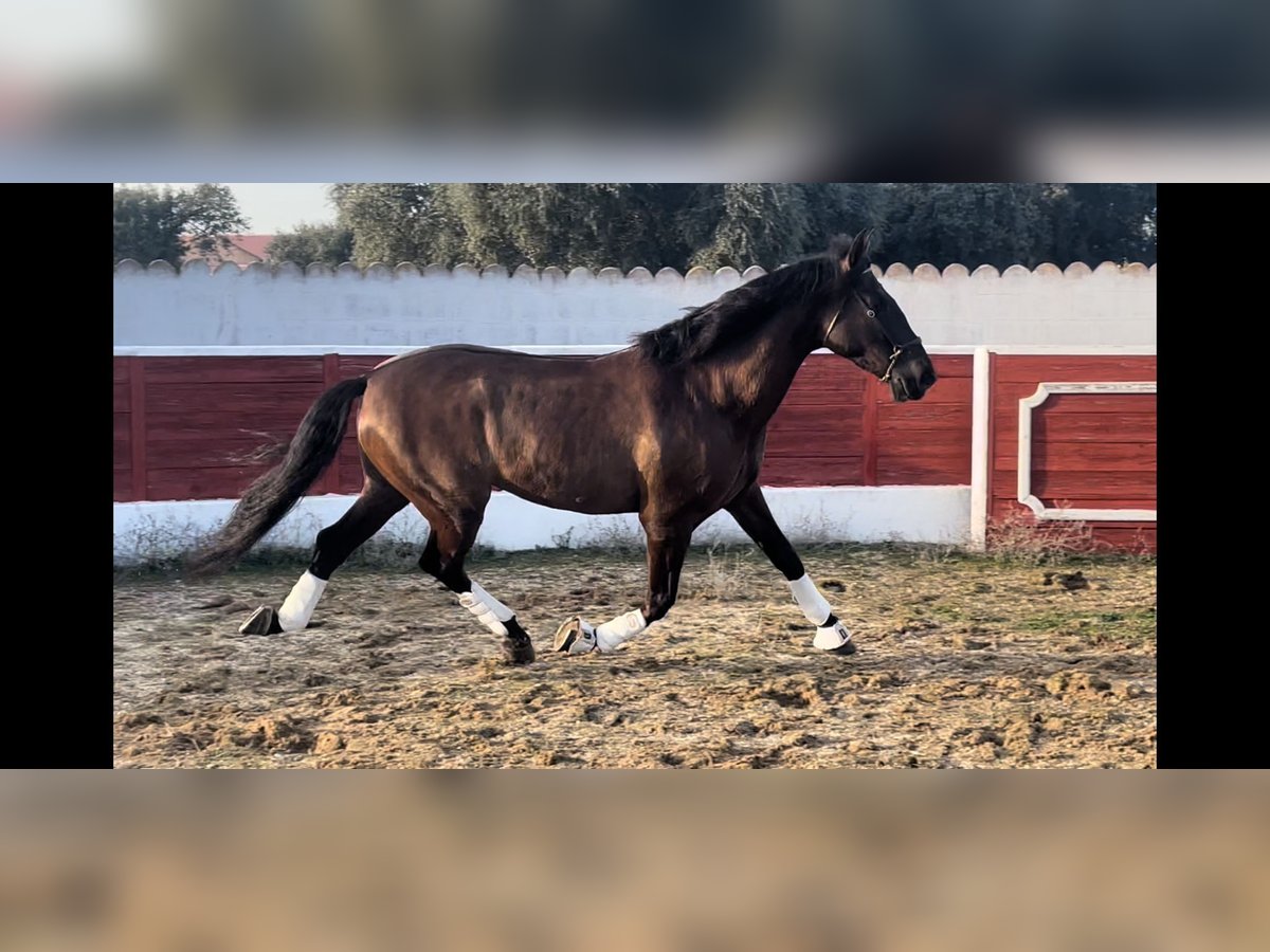 PRE Castrone 6 Anni 167 cm Baio scuro in Peñaranda De Bracamonte